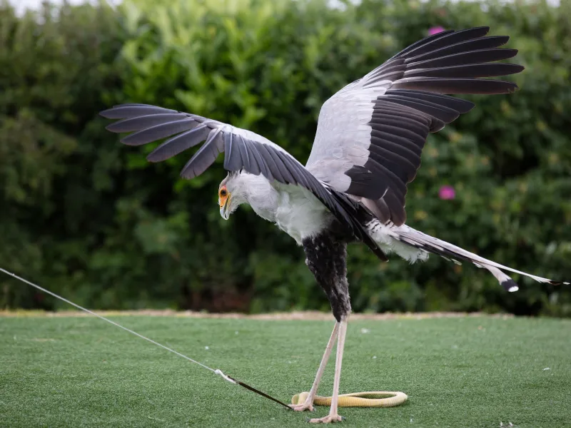 A secretary bird spreading their wings at emerald park